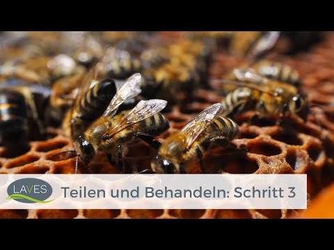 Teilen und Behandeln Schritt 3/4