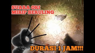 Download lagu Suara Pikat Ruak Ruak || Mp3 Burung Ruak Ruak Ori Mirip Suling mp3 Download lagu Suara Pikat Ruak Ruak || Mp3 Burung Ruak Ruak Ori Mirip Suling mp3