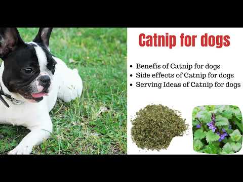Can dogs eat Catnip?  Benefits and Side effects