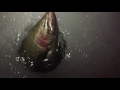 Video Thumbnail for Rainbow Trout Ice fishing