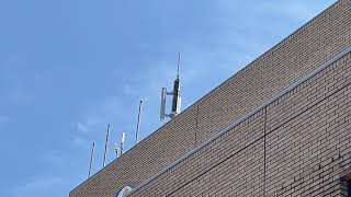 愛媛県今治市菊間町 12時 野バラ