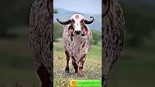 Download lagu Jay Gaumata #cow #yshorts #gaumata mp3