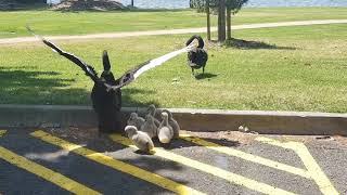 Cute baby swans trying to catch up to mama &amp; papa