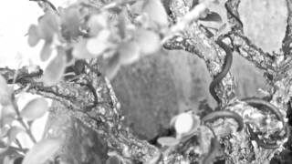 J. M. Serrat. Los macarras de la moral