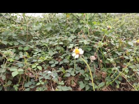 Vennela Vennela whatsup status||| |Premadesam|Abbas,Vineeth,Tabu||A R Rahman||Nagaraju Yenduri