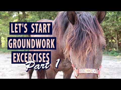 9 Easy Groundwork Exercises to Prepare for Riding