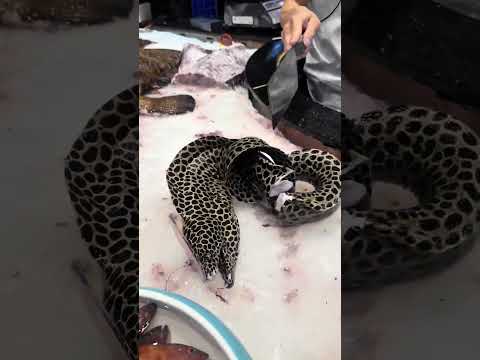 Exotic Seafood Market: Leopard Moray Eel and Fresh Fish on Display | Unique Fish and Seafood
