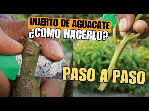 Grafting an avocado: How to do it? Step by Step ✔️