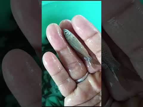 Cyprinus grass carp fish seed