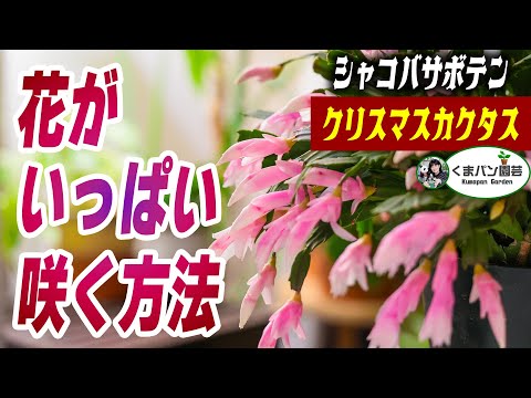 クリスマスサボテンの気根