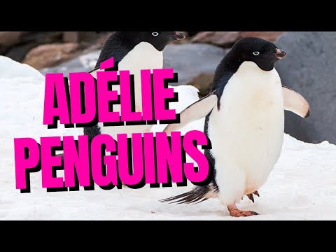 Top 10 Fun Facts About Adelie Penguins 101