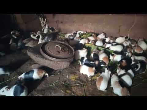 élevage des cobayes : caviaculture