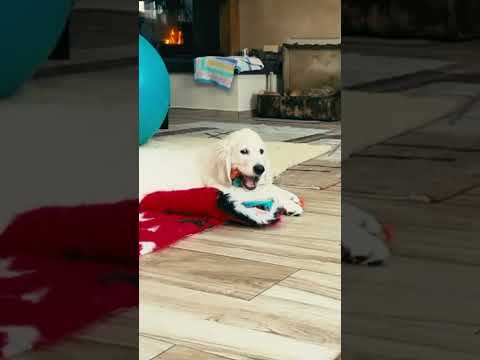 Golden Retriever puppy for sale