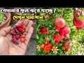 Currant flowers are falling Prevention and maintenance of tub pomegranate flower drop Pomegranate Flower Drop