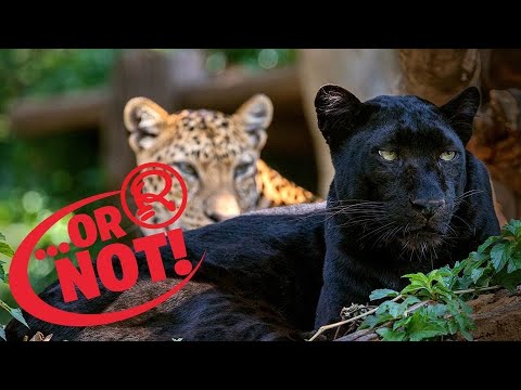 Wild Panther Sim 3D android game play #2