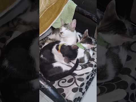 😸 Salt & kittens are wet due to rain🤣 | Cleaning in process😅 #cat #shorts #youtubeshorts