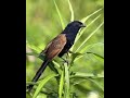 Suara Burung Butbut Pikat Jernih