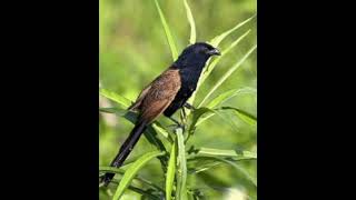 Download lagu suara burung butbut pikat jernih mp3