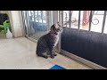 Tabby Cat Hisses