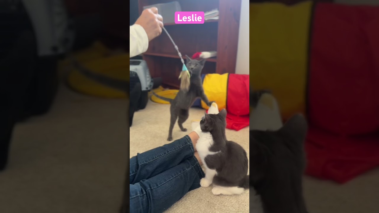 Enlarge Leslie, a Adoptable mixed breed in Gardena, CA video 4/4