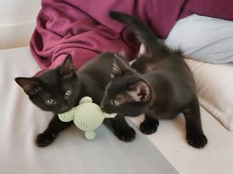 Gatitos juegan con ratón de lana