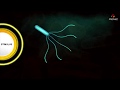 Bacterial Movement Animation