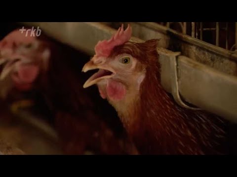 産卵鶏に最適な餌は何ですか?きっとあなたが思っているような人ではありません  庭園