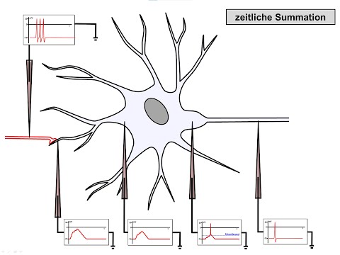 DIE SYNAPSE-02 - EPSP zetliche & raeumliche Summation