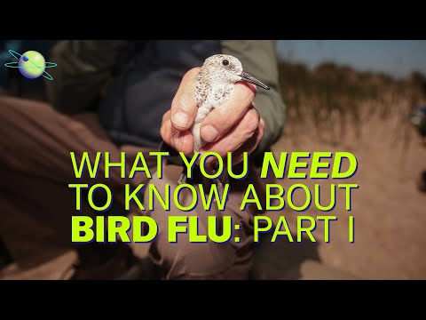 Bird flu: Isolated avian illness to human pandemic threat (Pt 1) | Science Quickly Podcast