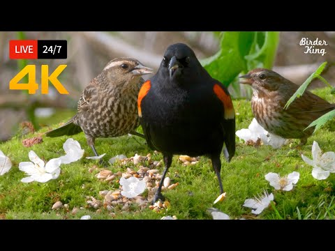 ???? 24/7 LIVE: Cat TV for Cats to Watch ???? Cute Spring Birds and Squirrels 4K