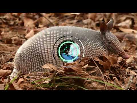 Tocache y sus maravillas #2 | Tocache Tour