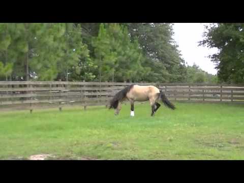 Buckskin Lusitano Stallion "Chateau" at Liberty At Spellbound Farms