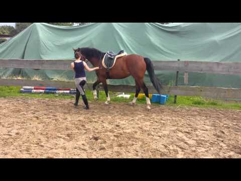 Seitengänge an der Hand, Arbeit am Zügel (Travers, Konterschulterherrein, Schulterherein)