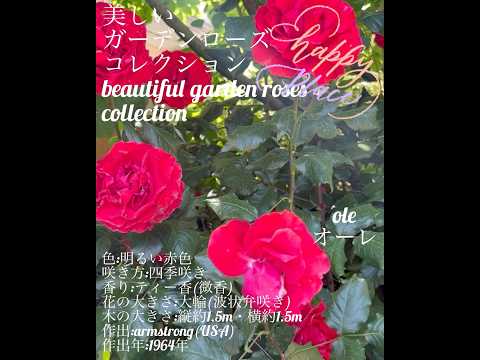 子供のためのガーデニング活動：春に子供たちに提供できる趣味は何ですか？  庭園