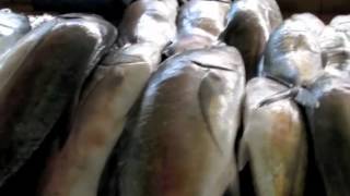 preview picture of video 'Fish Market, Kota Kinabalu, Malaysia'