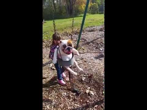 Булдог на люлка