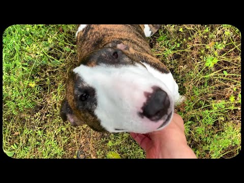 イングリッシュ・ブル・テリアのエクササイズ