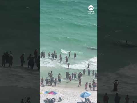 Shark and stingray tussle right off Florida shoreline