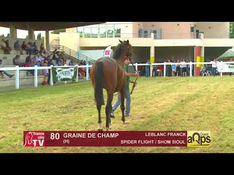 Show AQPS Ouest 2018 : Lot 80 - GRAINE DE CHAMP