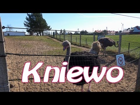 Kniewo - Strusia farma 4k / Kniewo - Ostrich Farm 4K