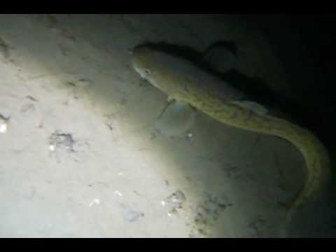 Immersione notturna al Lago d'Iseo