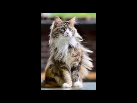 *-*-*-*-*sladki-*-*-*-*kotenca-*-*-*