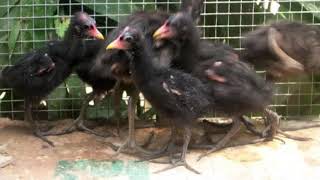 Download lagu Suara anakan burung mandar batu cocok di jadikan suara pikat. mp3 Download lagu Suara anakan burung mandar batu cocok di jadikan suara pikat. mp3