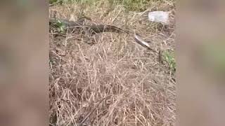 Run - Big o' Lizard running