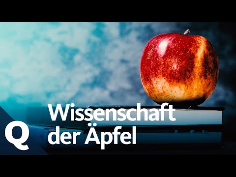 Vše, co jste chtěli vědět o jablkách, ale báli jste se zeptat