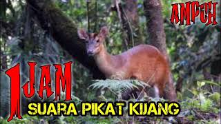 Download lagu 1 Jam Suara Memanggil kijang betina || Suara Pikat KIjang Apuh di alam liar mp3 Download lagu 1 Jam Suara Memanggil kijang betina || Suara Pikat KIjang Apuh di alam liar mp3