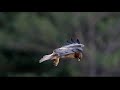 2021 Audubon Photography Awards Video Category Winner