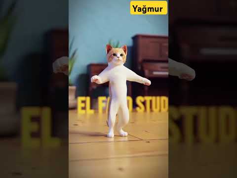 Dünyanın en komik kedisi :)