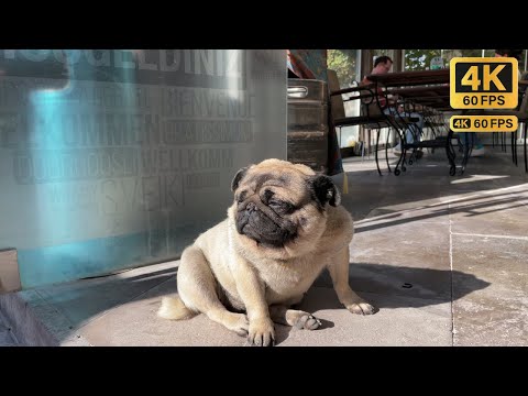 Simpatici animali randagi della Turchia 4K 🇹🇷