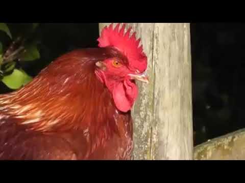 rooster crowing compilation - Rooster Sound Effect